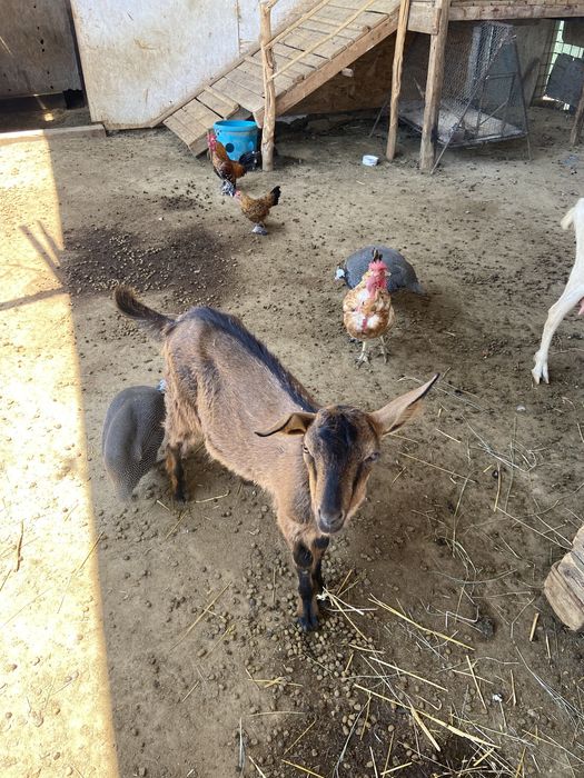 Iezi alpin francez si saneen