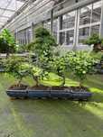 Japanese Elm bonsai - bonsai de interior