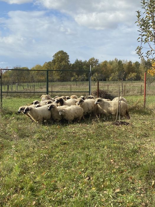 Oi tinere de vanzare