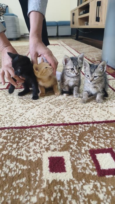 Отдам котят в хорошие руки