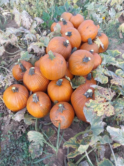 Dovleci Halloween