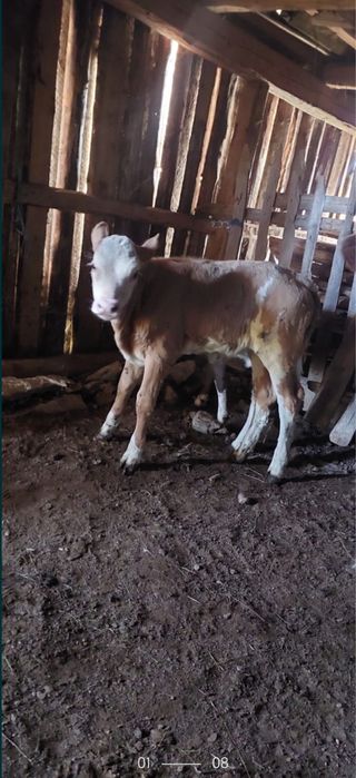 Vand vițele de vacă balțată românească