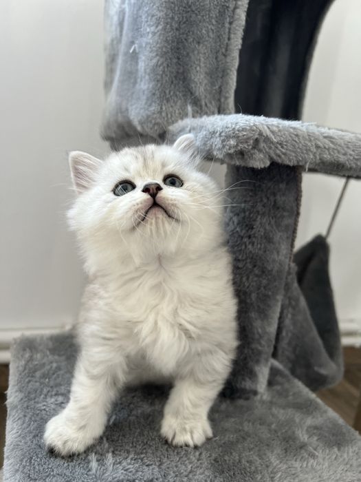 Pisicuțe de 6 săptămâni – jucăușe și foarte dragute