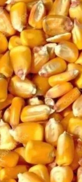 Продавам зърно царевица .с.Обединение.
