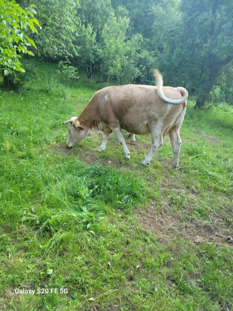 Vaca gestanta de vanzare