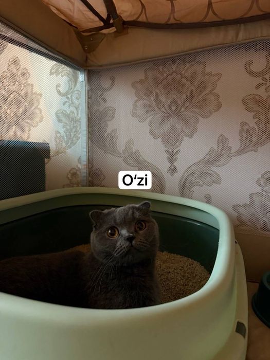 Shodlandskiy skottish fold 1yosh 7oy homlador 50/50