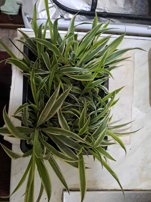 Детки хлорофитума