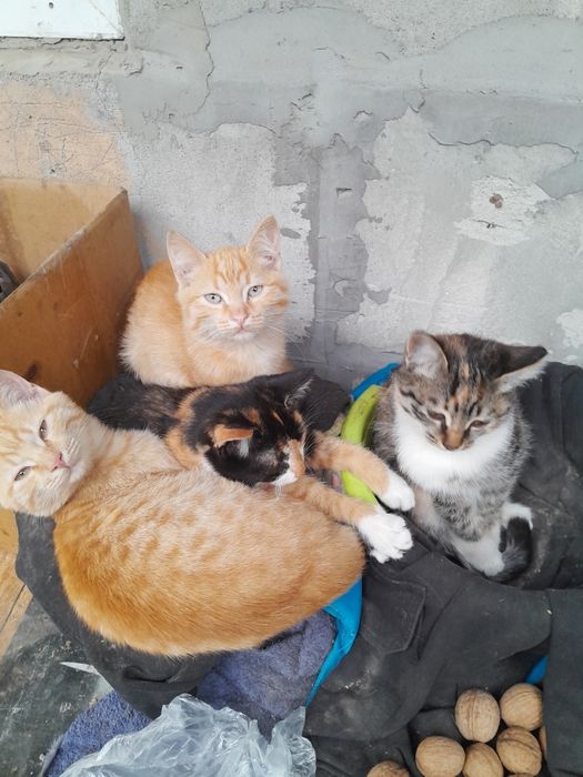 Отдам котят бесплатно