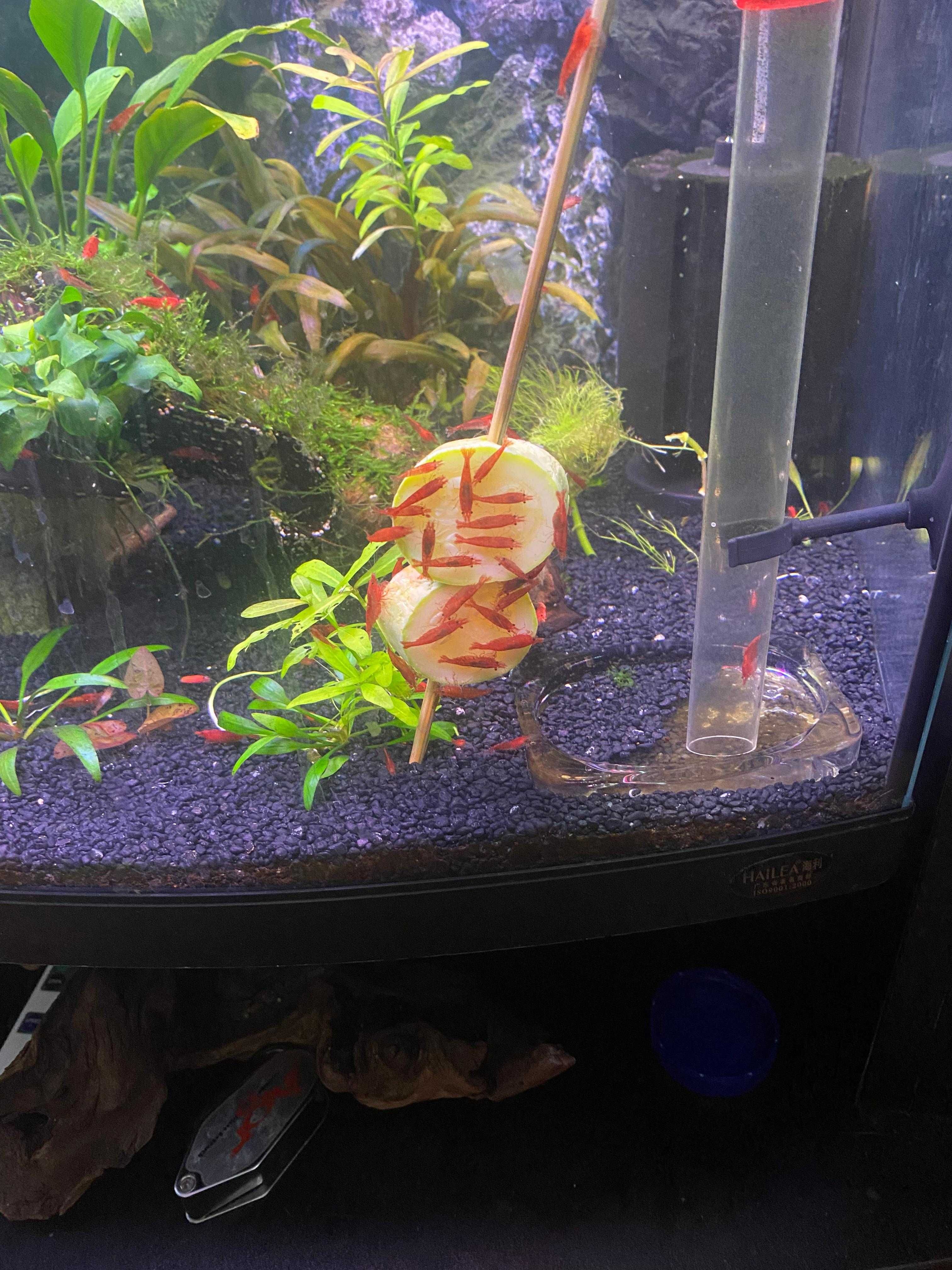 20 + 8 bonus Neocaridina Red Sakura grade creveti, Conuri de arin