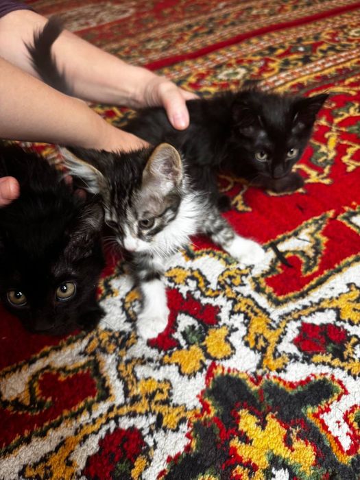 Mushuklar 3 oylik hadiyaga beriladi