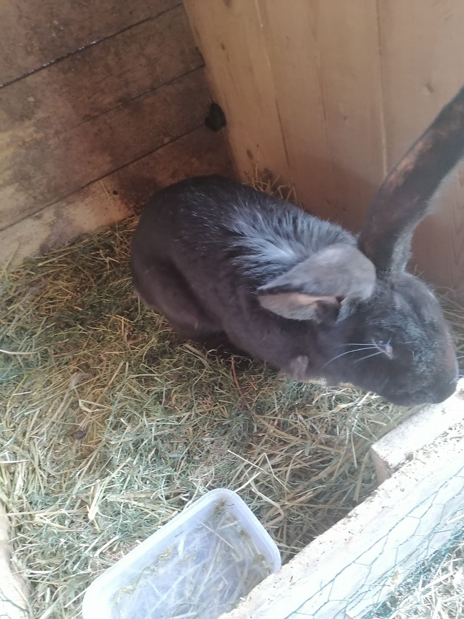 Vând iepuroi și iepuroaice de un an