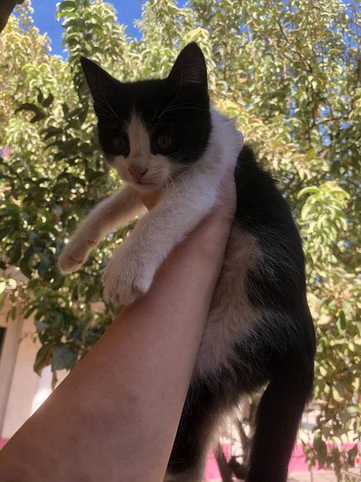 Hadiyaga mushuk beriladi