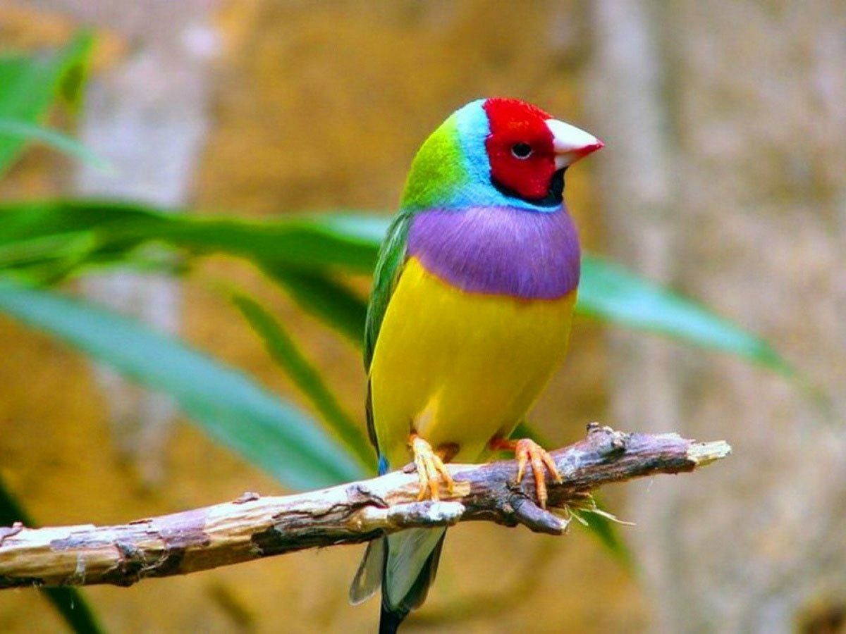 Гульдовы амадины — это очень красочные птицы.