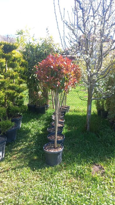 Amenajări șpați verzi preț accesibil livrare gratuită