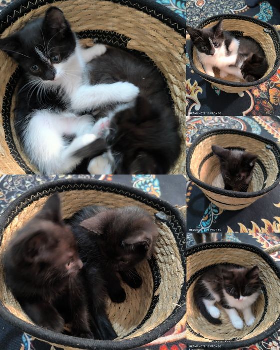 Ласковые котята в добрые руки.