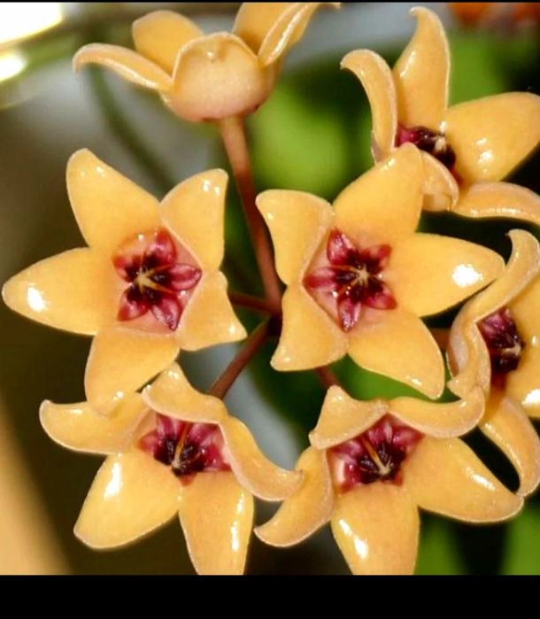 Flori, plante rare de Lacrima Maicii Domnului ( Hoya )