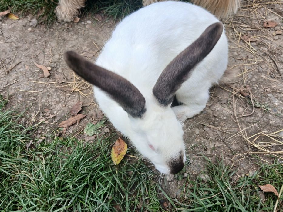 Iepuroaică Californiană