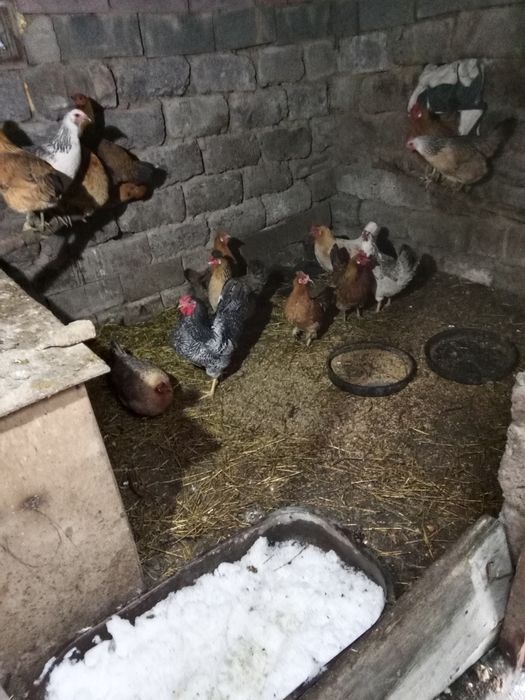 Продам кур домашних