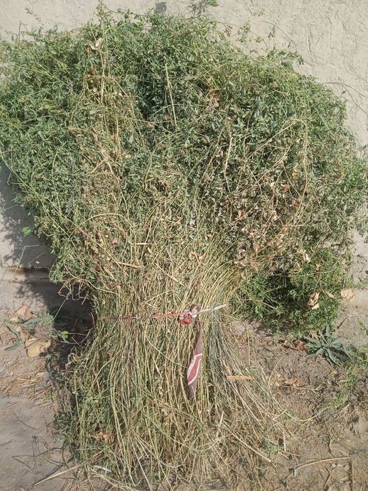 Beda va oʻrik oʻtini sotiladi