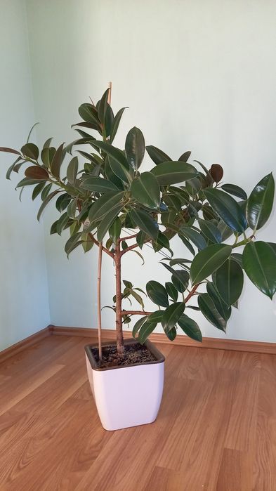 Продам комнатные цветы