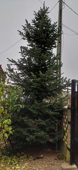 Brad natural pentru Craciun