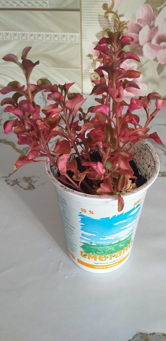 Продам цветок красивый,цена 600тенге,