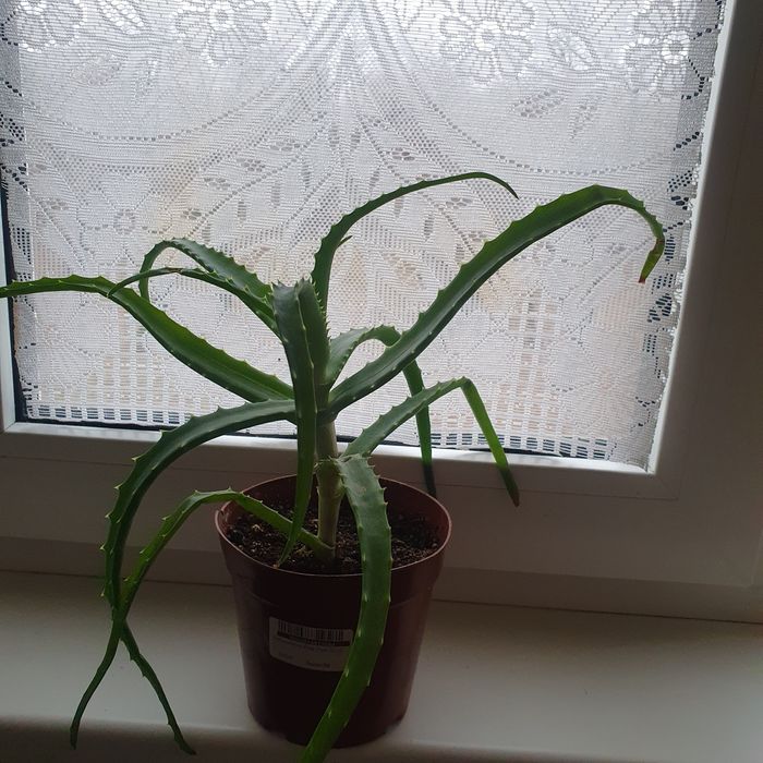 Продам лечебный алоэ