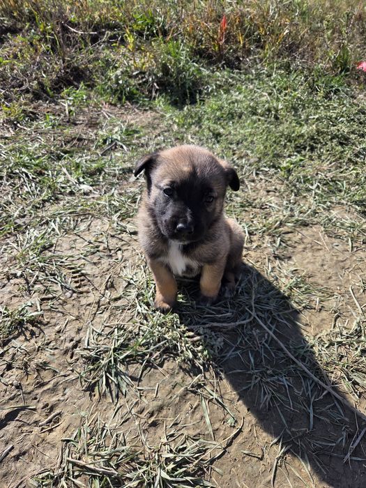 Donez pui Malinois