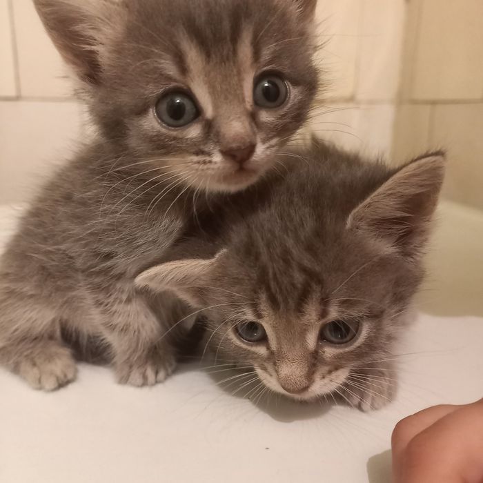 Котята породистые 1 месяц.