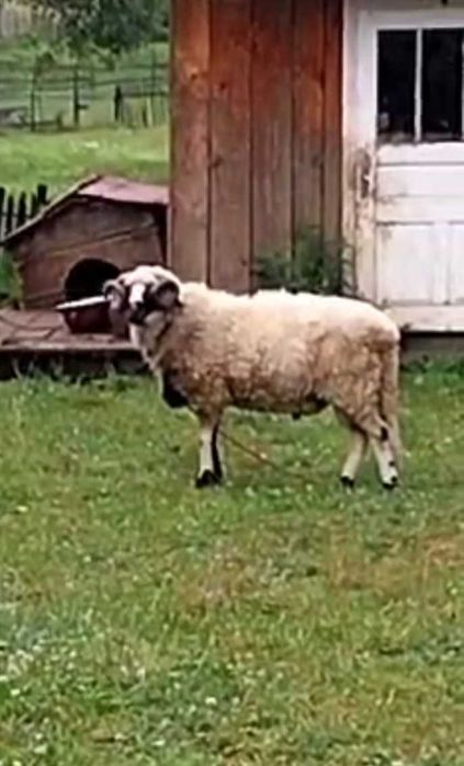 stră mior proveniență Hunedoara din oile lui Petrișor pârău