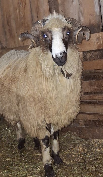 Mior breaz cu genetina si forme foarte bune