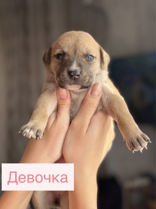 Щенки американского питбультерьера