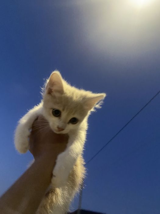 Үй мысықтары екі мысық