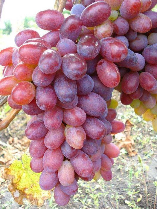 Butasi Vita De Vie Soiul Ciocolata