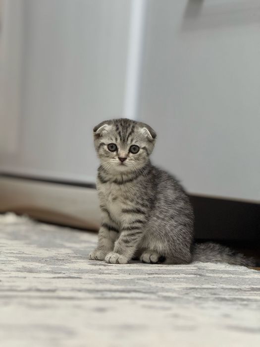 Шотланский котенок