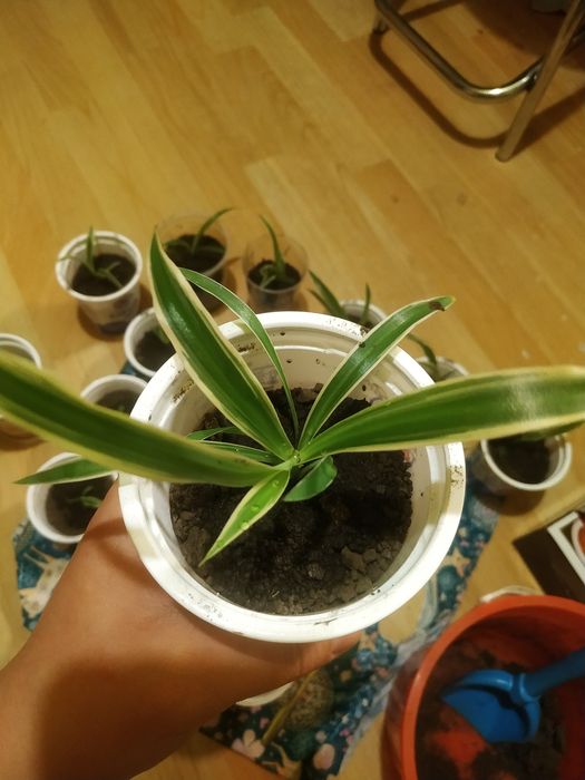 Хлорофитум растение