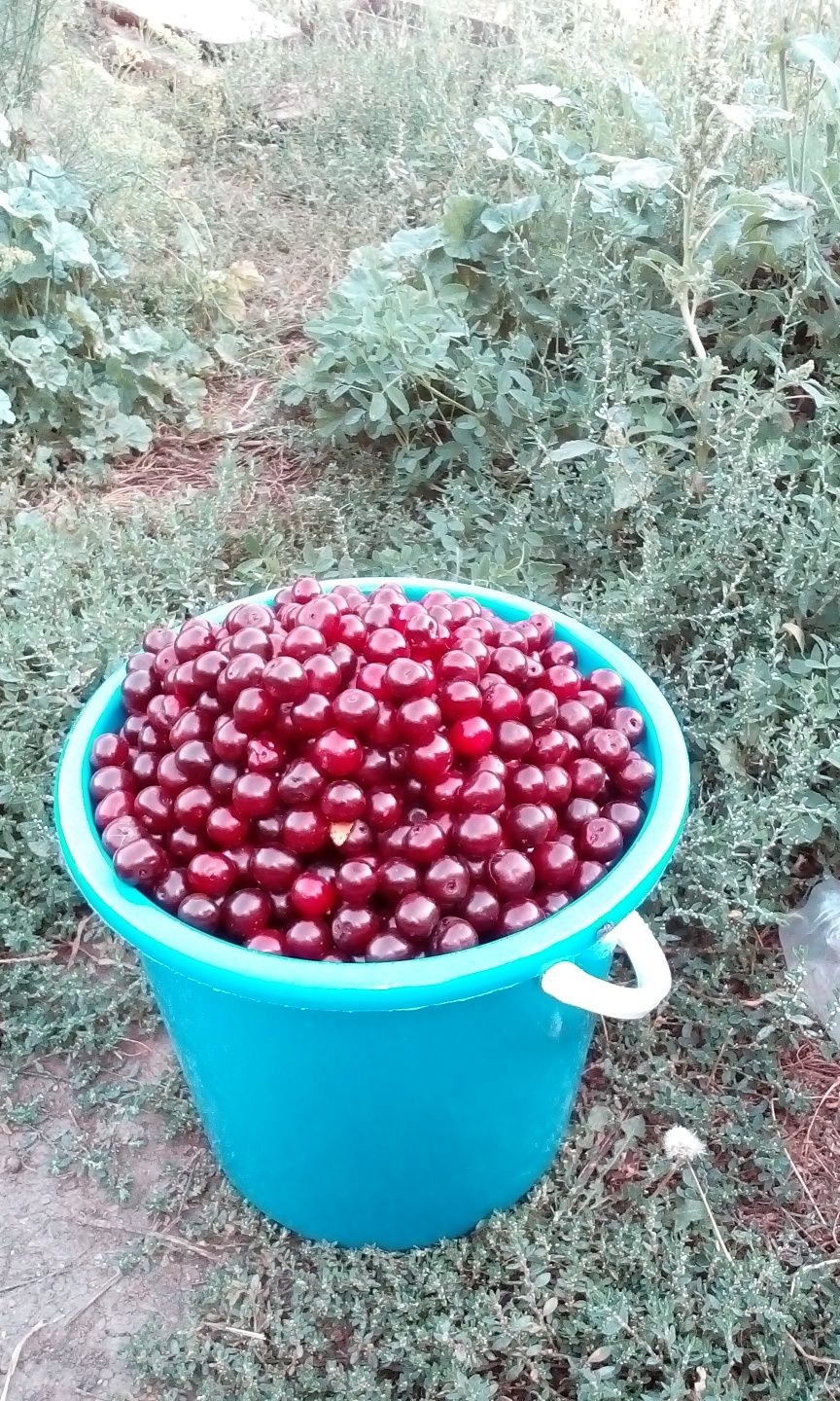 Продам данную вишню