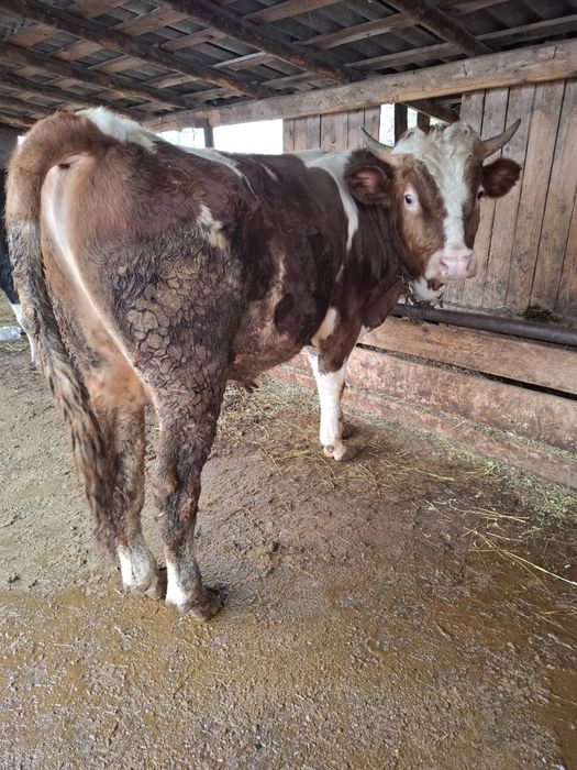 Vând vaca si taur de tăiat