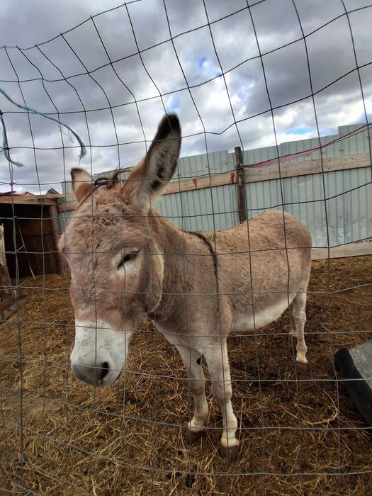 Vând măgar are 3 ani