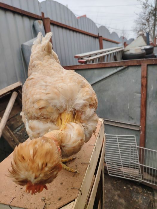 Gaini motate golașe și incaltate