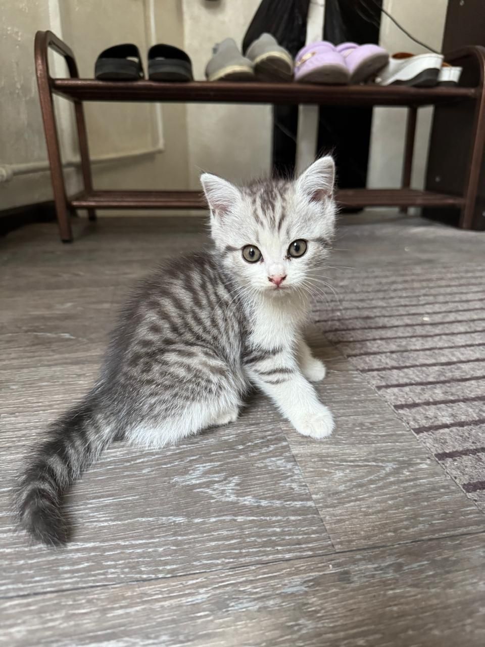 Отдам котят к латку приучены