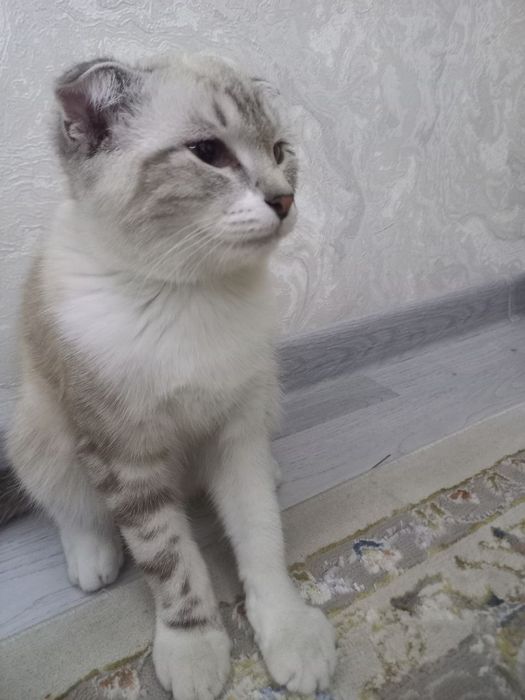 зотдор мушикча сотилади