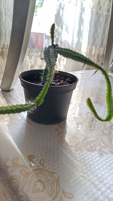 Продам дракон фрукт Питахайя