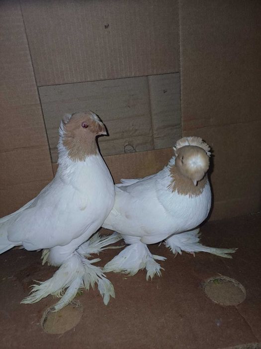 Jucatori de Botosani si Infoiati