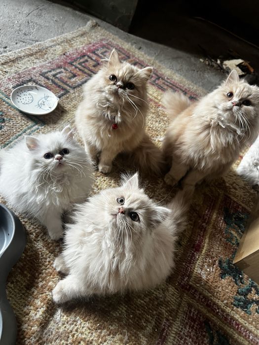 Puiuți de pisica persana de Himalaya
