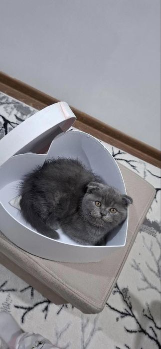 Mushuk sotiladi scottish fold