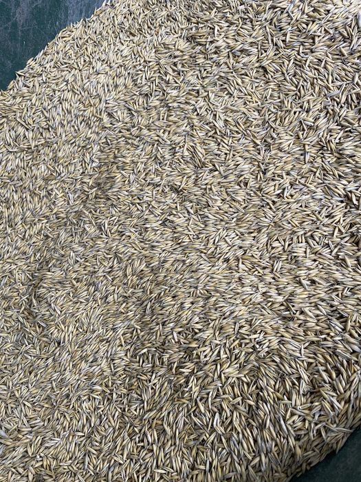 Ovaz de vanzare calitate buna