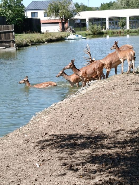 Cervus elaphus  Carpatin
