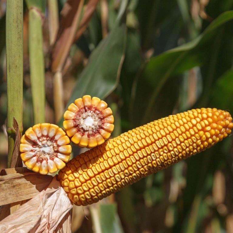 Семена Кукурузы KWS, Syngenta,Pioneer