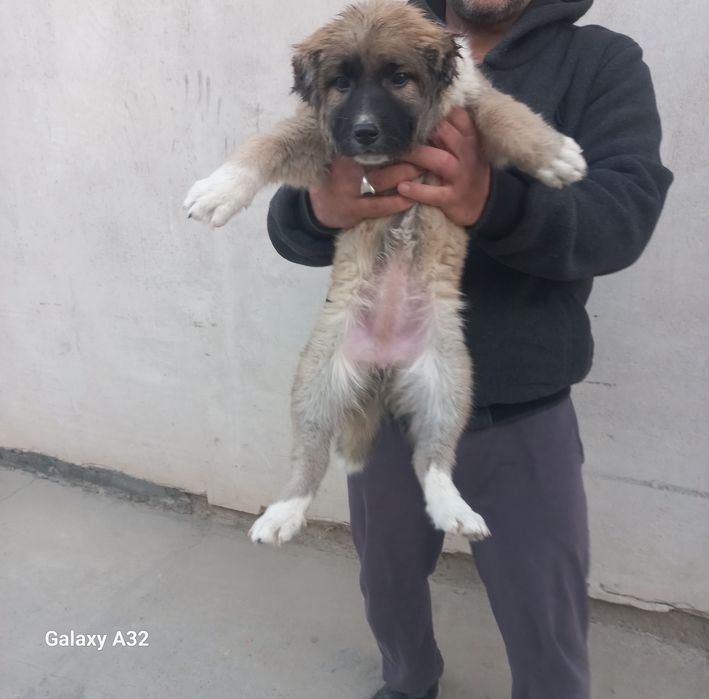 Кавказский щенок сотилади